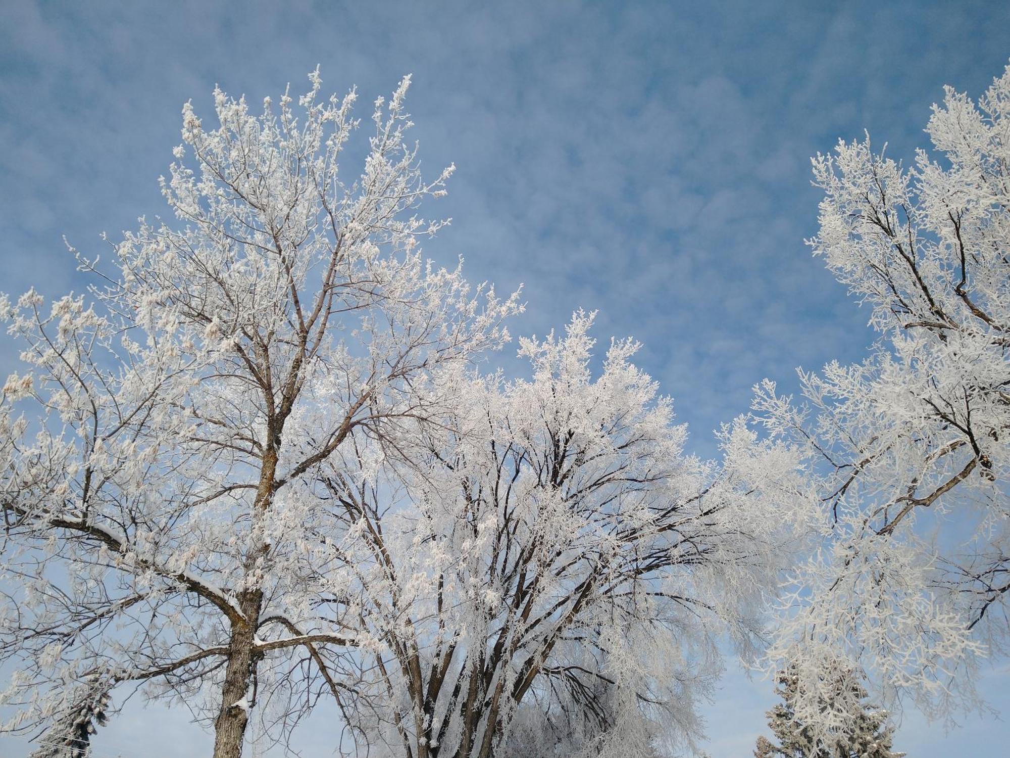 U Of A Homestay, Trails & Whyte Ave Edmonton Pokoj fotografie